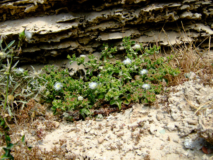 Image of Mesembryanthemum crystallinum specimen.