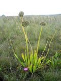 Allium nutans