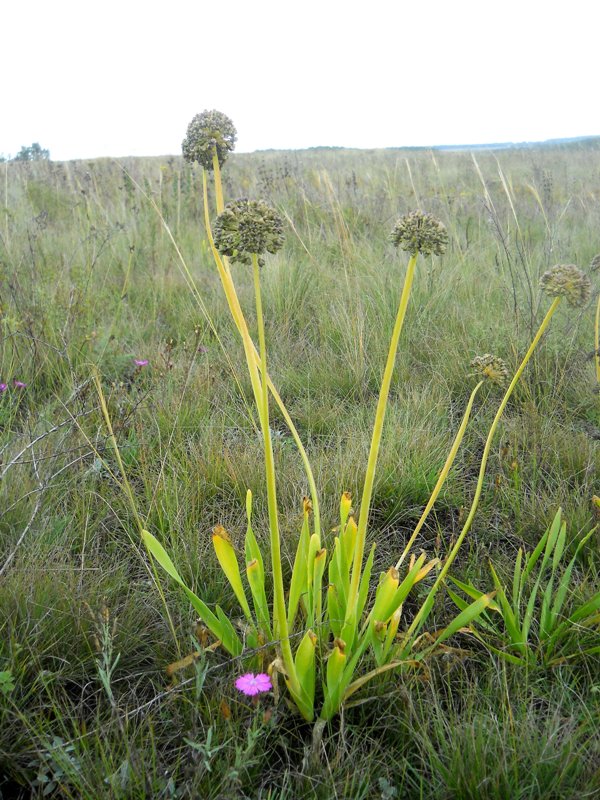 Image of Allium nutans specimen.