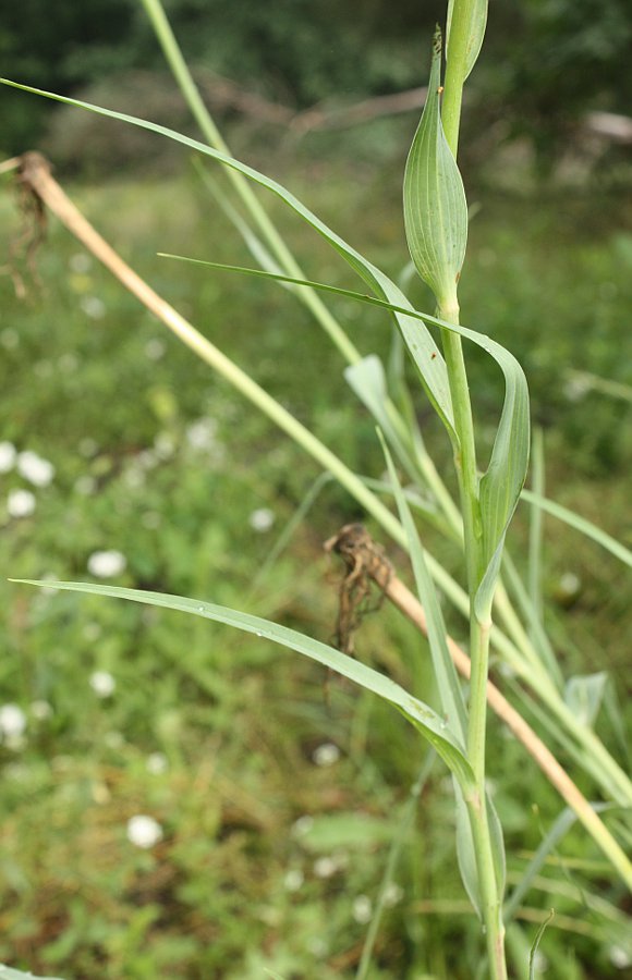 Изображение особи Tragopogon dubius.