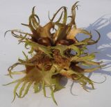 Corylus colurna