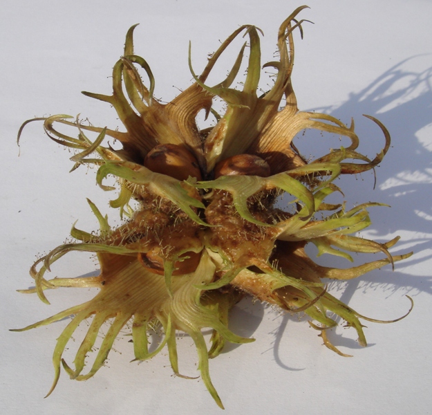 Изображение особи Corylus colurna.