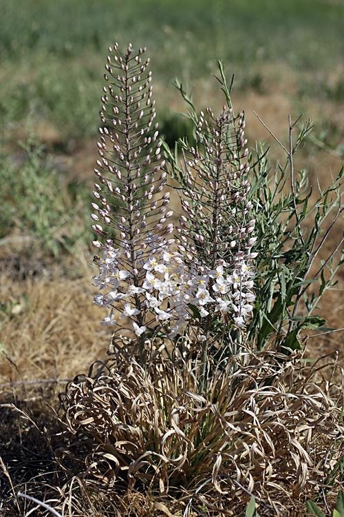 Изображение особи Eremurus olgae.