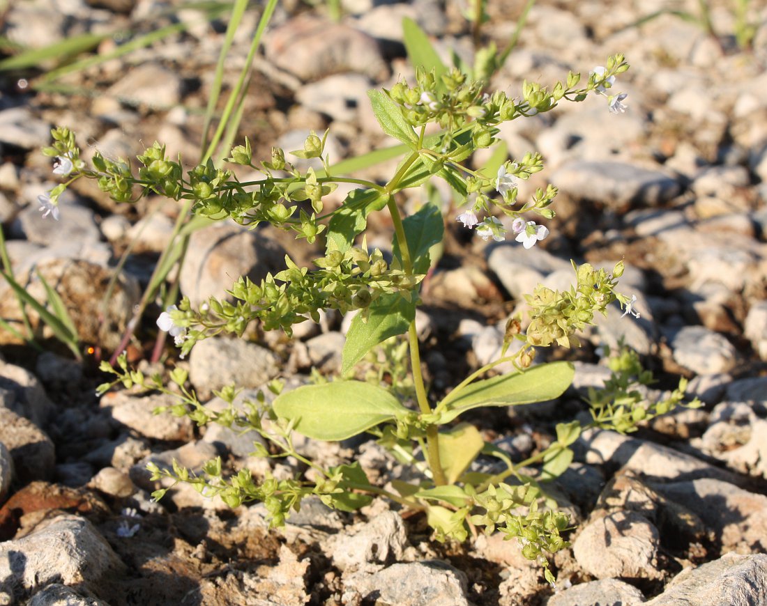 Image of Veronica anagallis-aquatica specimen.