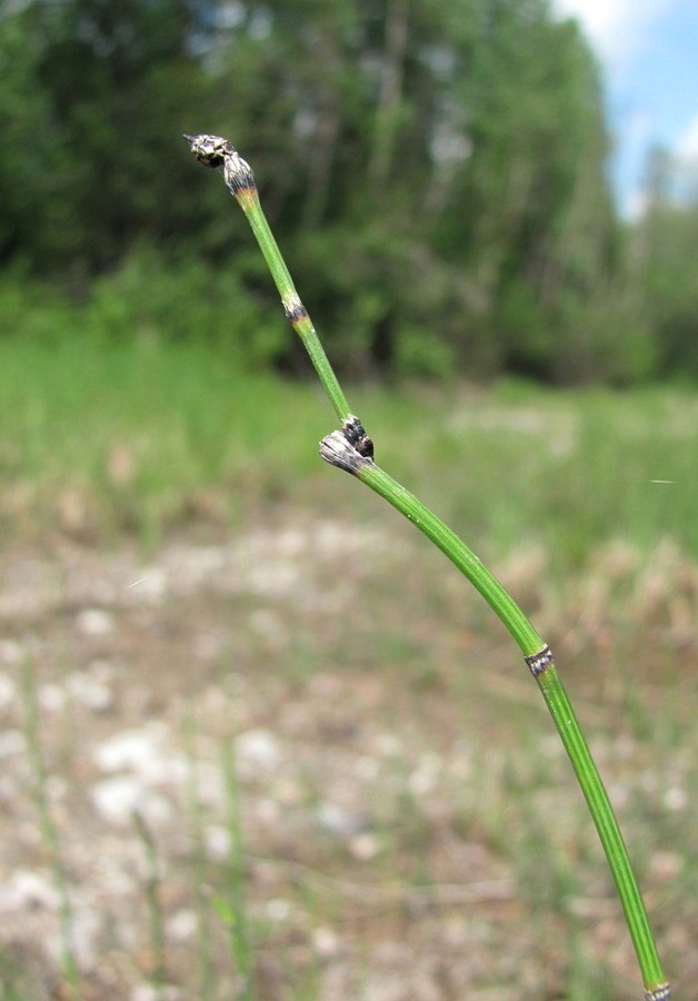 Image of Equisetum variegatum specimen.