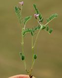 Astragalus uninodus