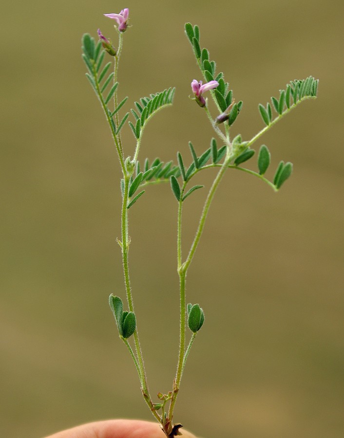 Изображение особи Astragalus uninodus.