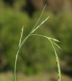 genus Festuca