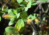 Salix myrtilloides