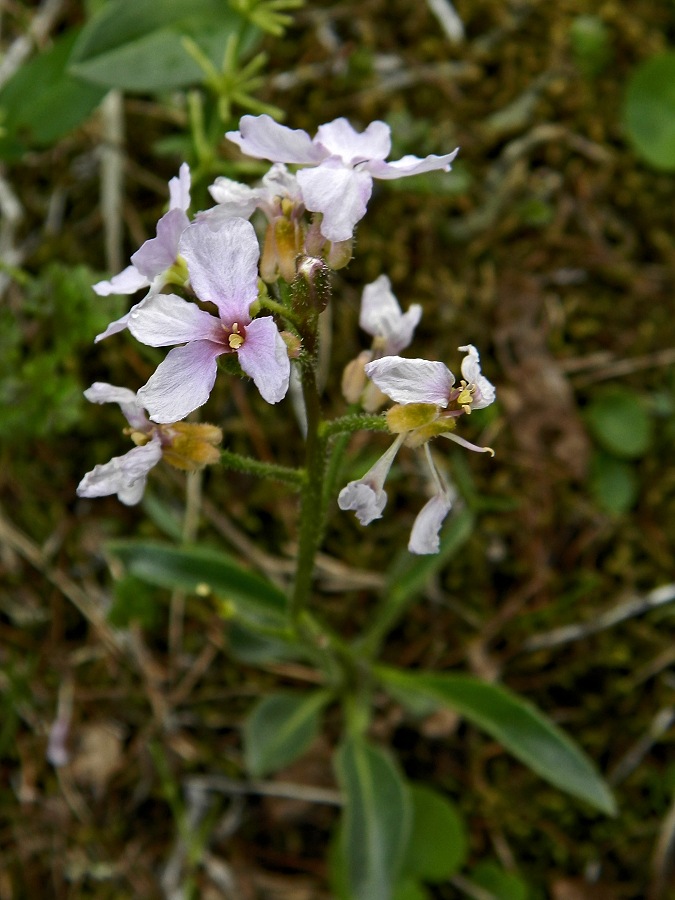 Image of Parrya nudicaulis specimen.