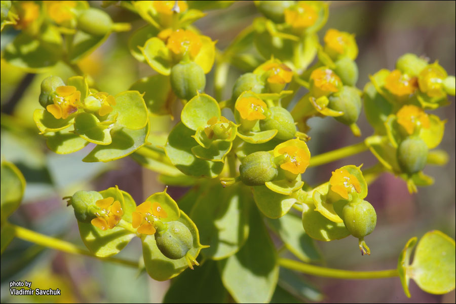 Image of Euphorbia stepposa specimen.