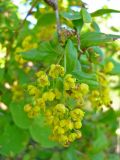 Berberis integerrima