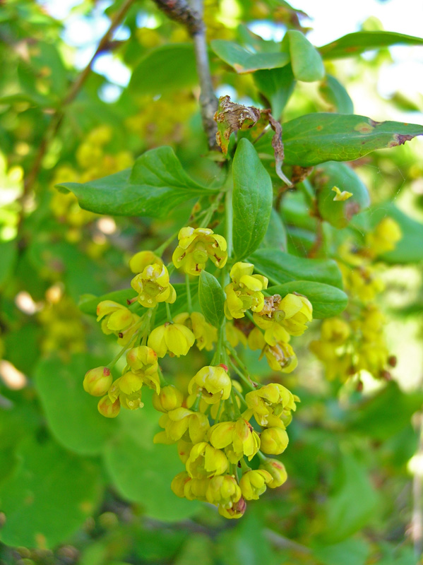 Image of Berberis integerrima specimen.