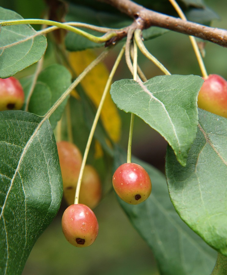 Изображение особи Malus mandshurica.