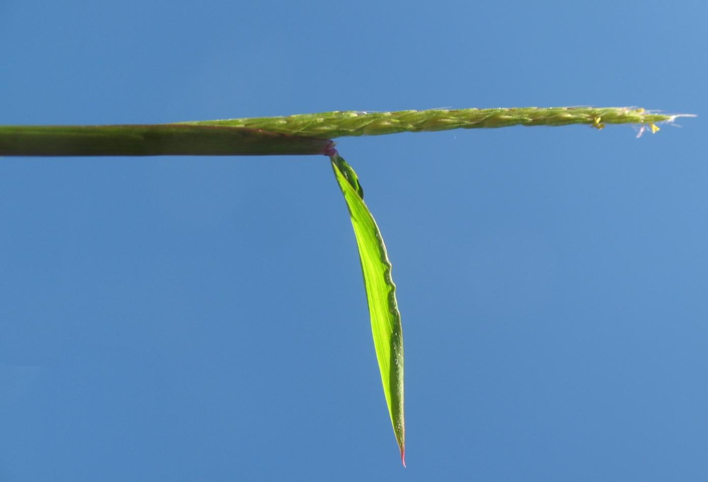 Image of Microstegium vimineum specimen.