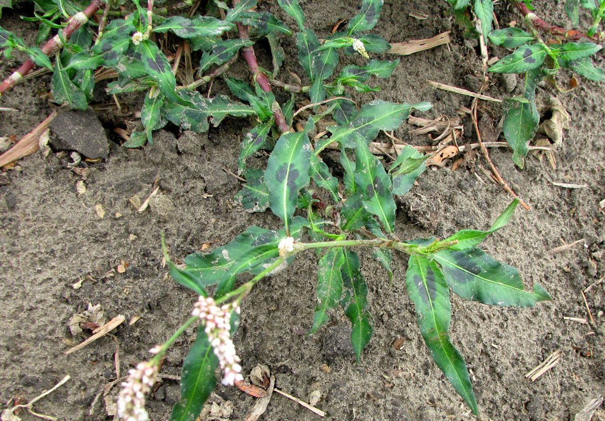Image of Persicaria × lenticularis specimen.
