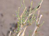Calligonum polygonoides. Молодые побеги. Израиль, долина Арава,солончак Эйн-Эврона. 13.02.2011.