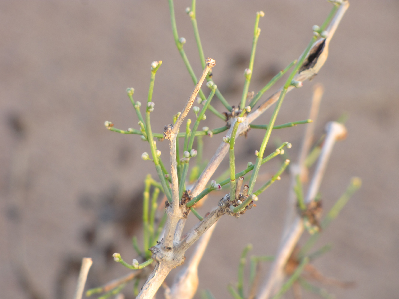 Image of Calligonum polygonoides specimen.