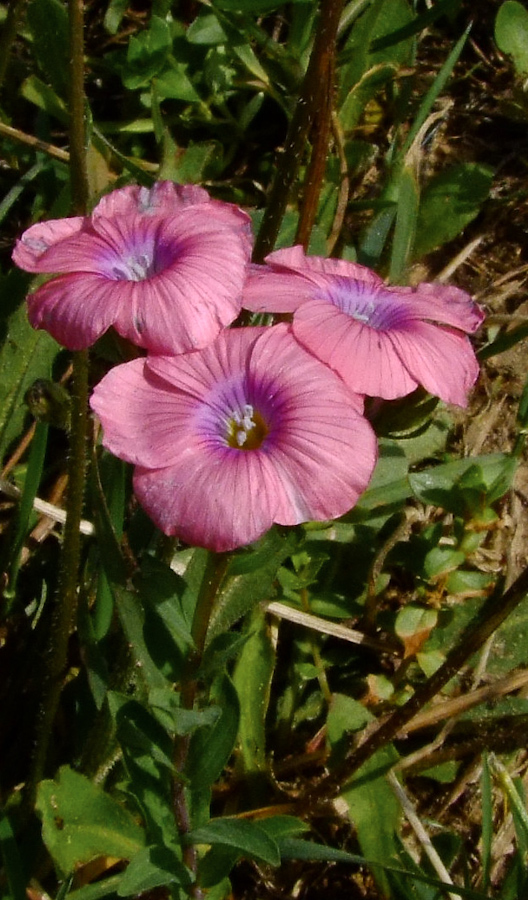 Image of Linum pubescens specimen.