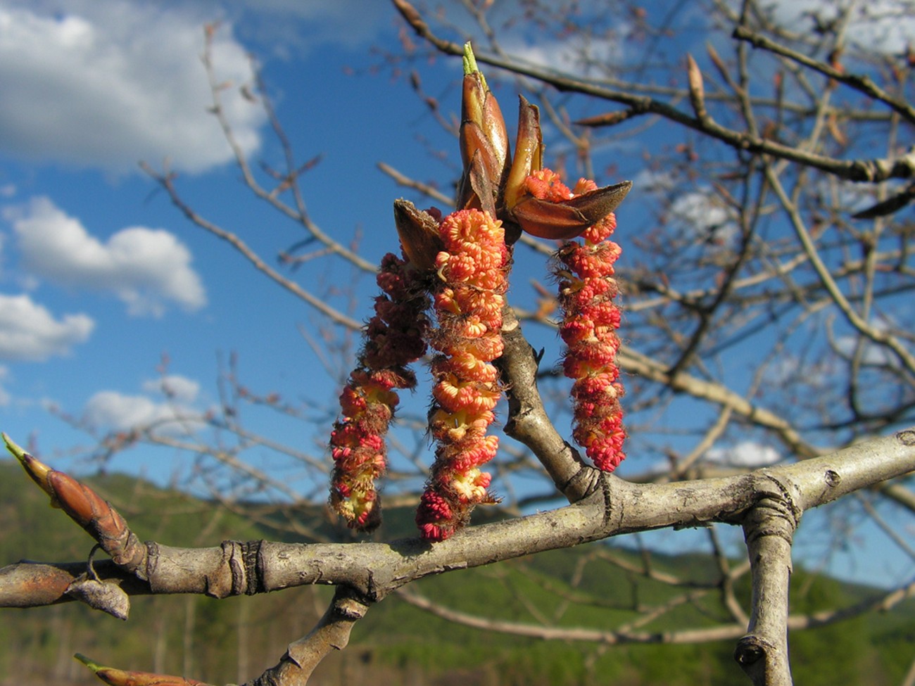 Image of Populus suaveolens specimen.