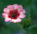 Potentilla nepalensis. Цветок и бутоны. Московская обл., дачный участок. 10.07.2004.