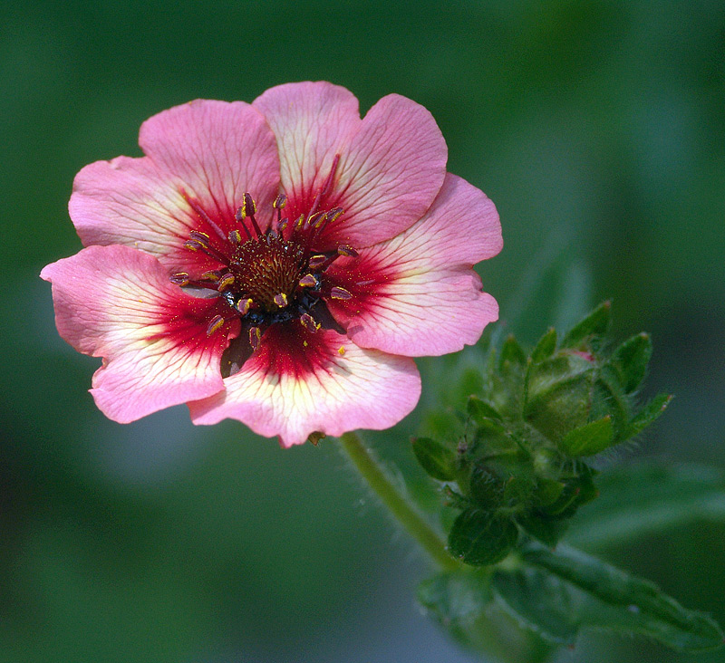 Image of Potentilla nepalensis specimen.