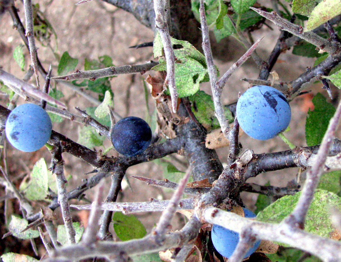 Image of Prunus stepposa specimen.