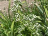 Galium humifusum