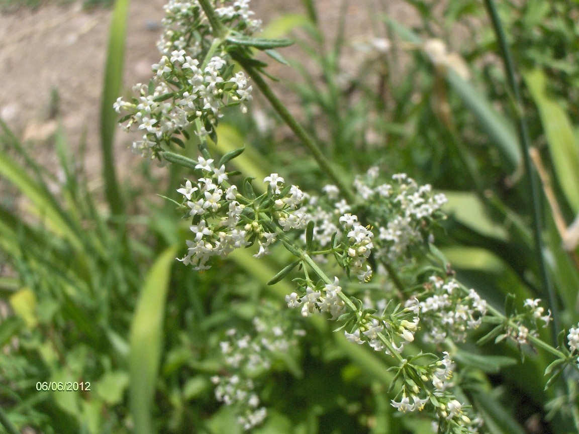 Изображение особи Galium humifusum.