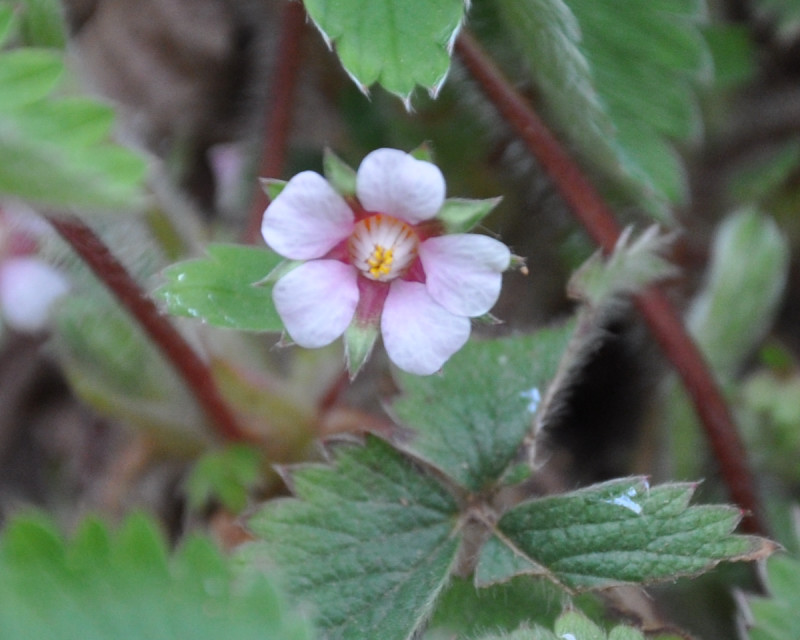 Image of Potentilla micrantha specimen.