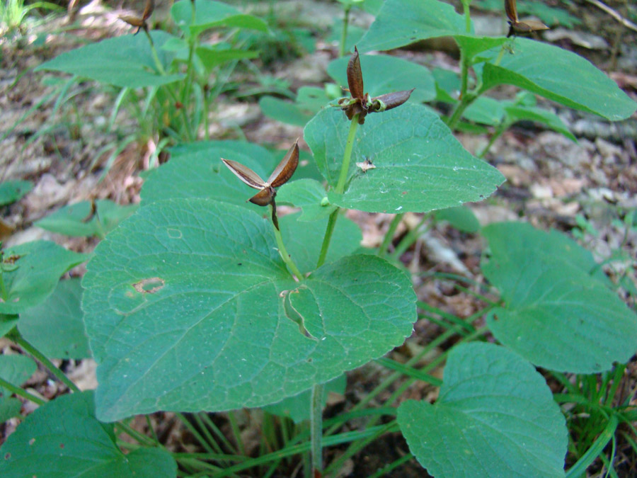 Image of Viola mirabilis specimen.