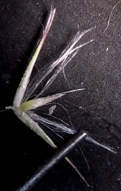 Image of Calamagrostis extremiorientalis specimen.