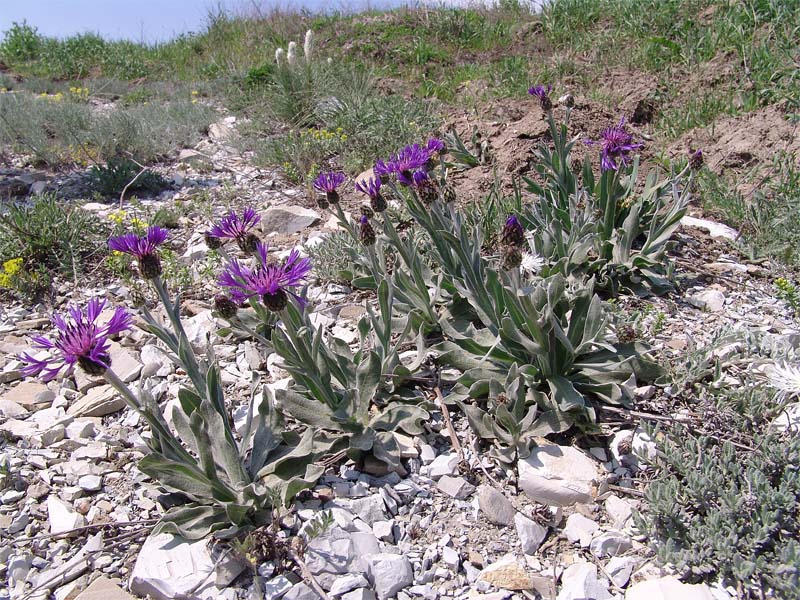 Изображение особи Centaurea czerkessica.