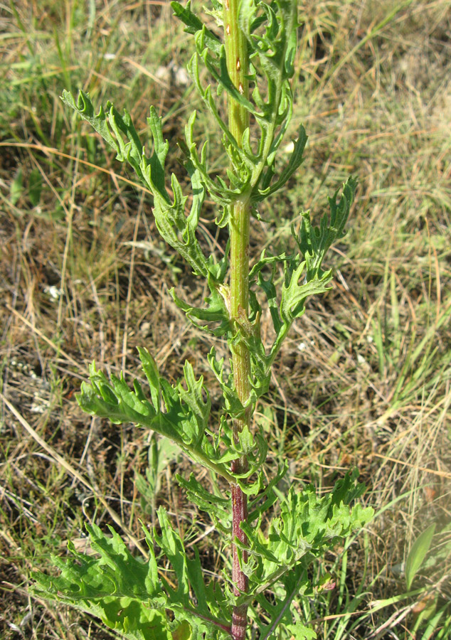 Изображение особи Senecio jacobaea.