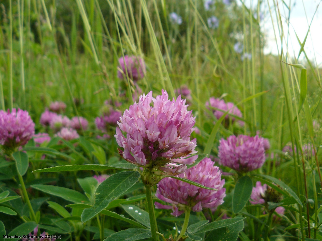 Изображение особи Trifolium medium.