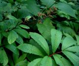 Rodgersia pinnata. Соплодие и листья. Москва, ГБС РАН. 27.07.2012.