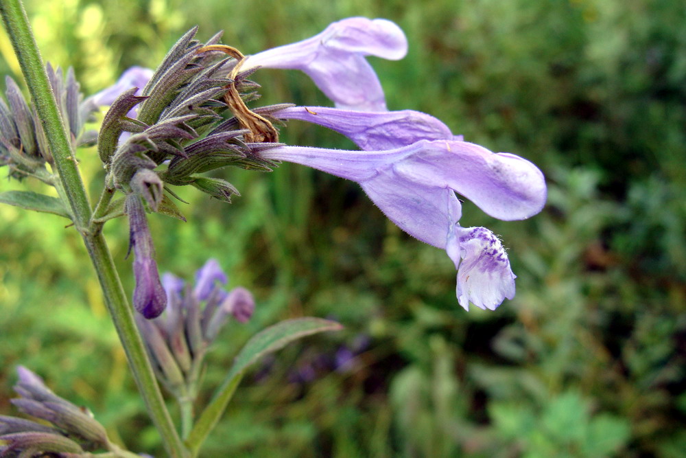 Image of Nepeta sibirica specimen.