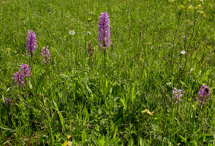 Image of Orchis militaris specimen.