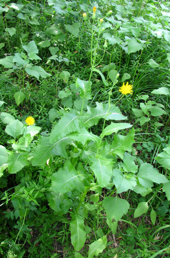 Изображение особи Sonchus oleraceus.