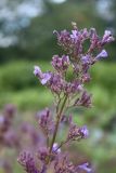 genus Nepeta