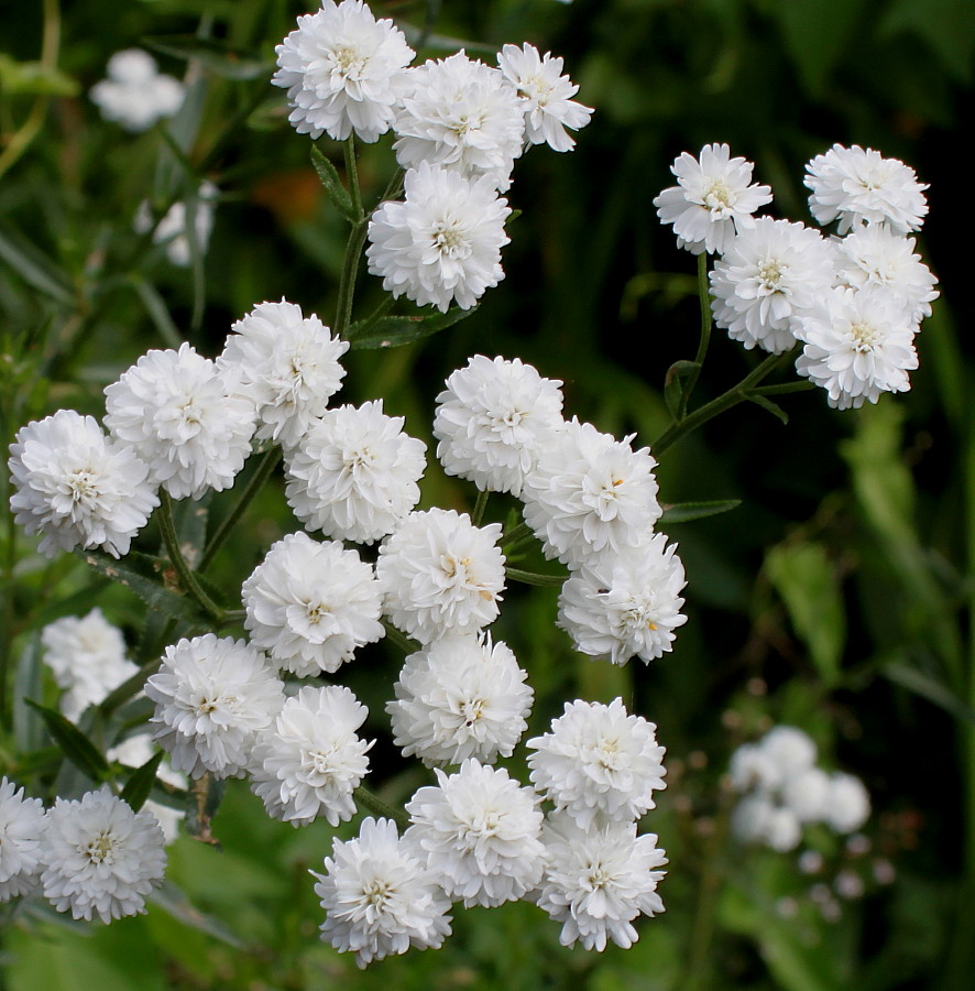 Изображение особи Achillea ptarmica var. multiplex.