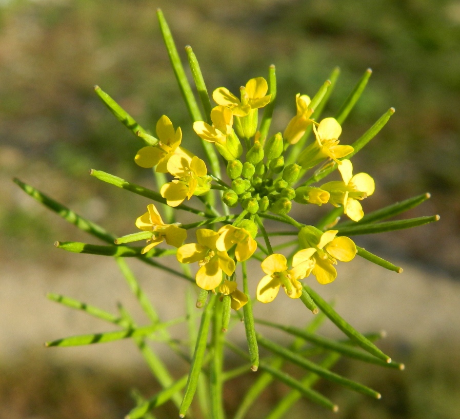 Image of Erysimum cheiranthoides specimen.