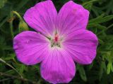 Geranium sanguineum