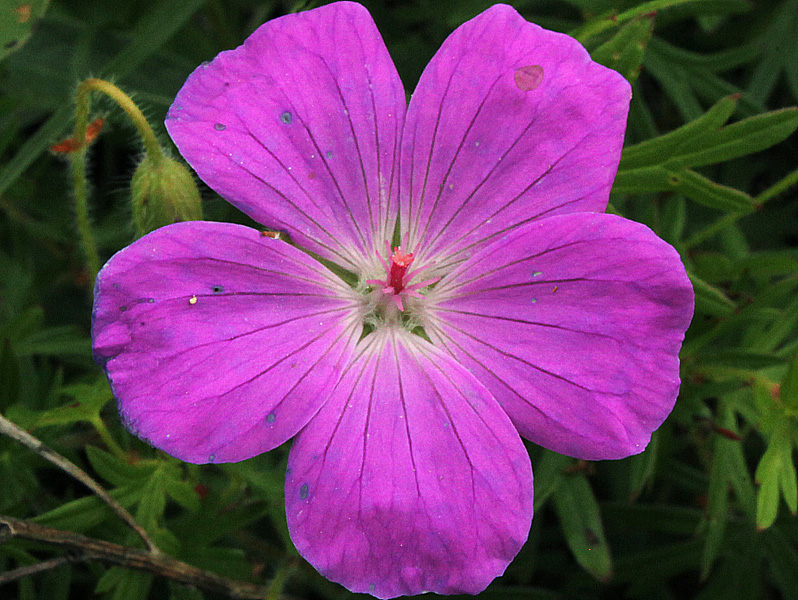 Изображение особи Geranium sanguineum.