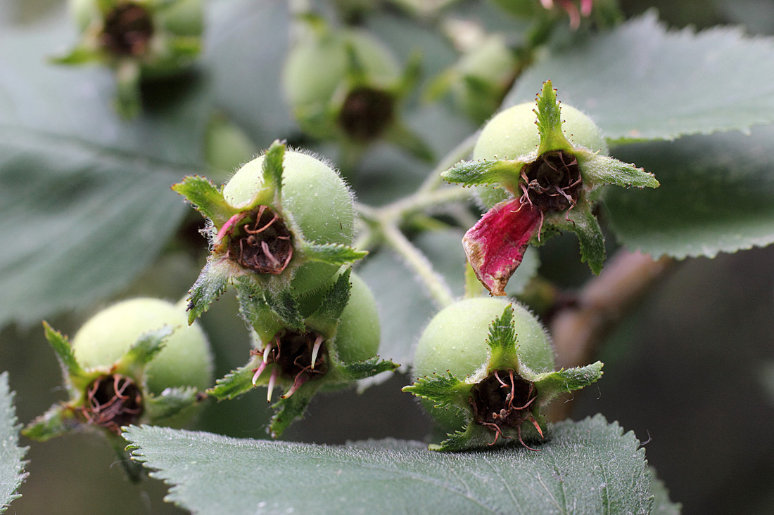 Изображение особи Crataegus coccinioides.