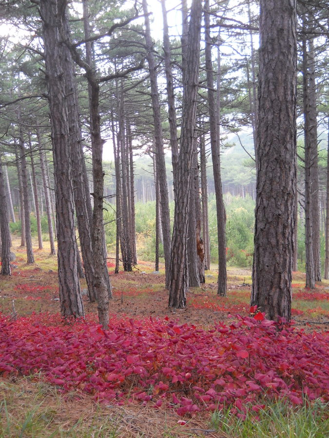 Изображение особи Cotinus coggygria.