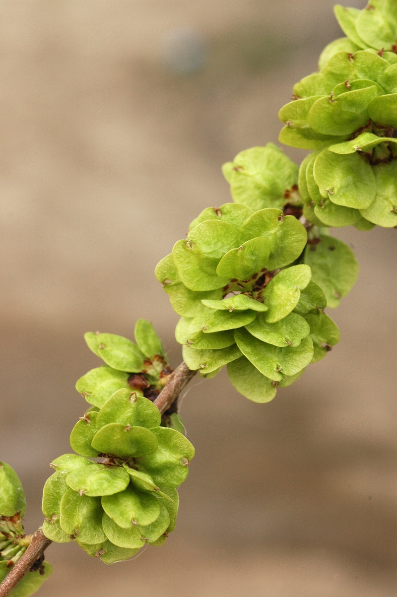 Изображение особи Ulmus pumila.