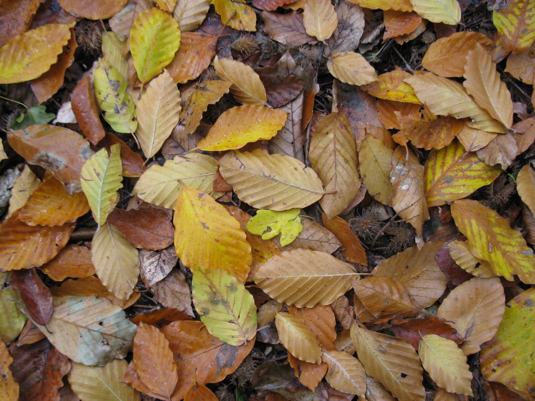 Image of Fagus &times; taurica specimen.