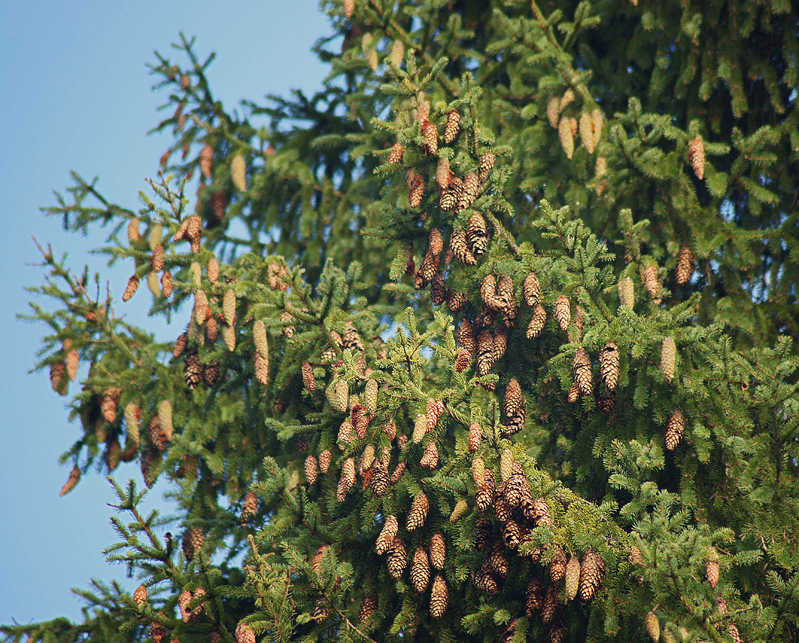 Изображение особи Picea abies.