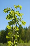 Sorbus aucuparia. Верхушка молодого дерева. Средняя Карелия, Елмозеро. 31.05.2011.